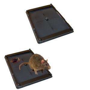 Plaques de glu en bois anti souris anti rat lot de 2 pièges - 19x28cm -  Soin du jardin - Achat & prix
